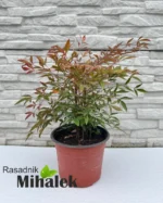 nandina-obsessed-sadnica-nova