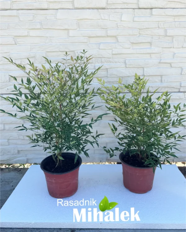 nandina-obsessed-sadnice-2