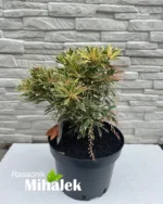 pieris-flaming-silver-sadnica-nova