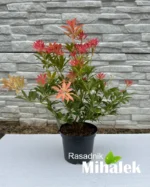 pieris-mountain-fire-sadnica-2