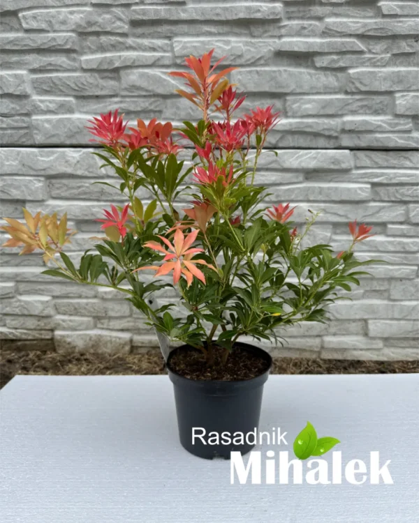 pieris-mountain-fire-sadnica-2