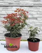 pieris-mountain-fire-varijacija