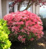 pieris-mountain-fire6