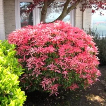 pieris-mountain-fire6