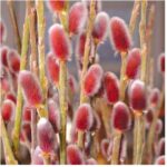 salix-mount-aso1