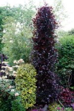 fagus-sylv-purpure-3