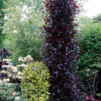 fagus-sylv-purpure-3