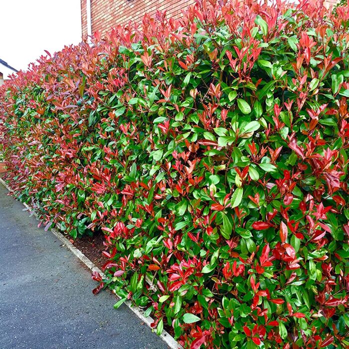 photinia red robin3