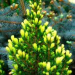 picea-glauca-rainbow-end-2