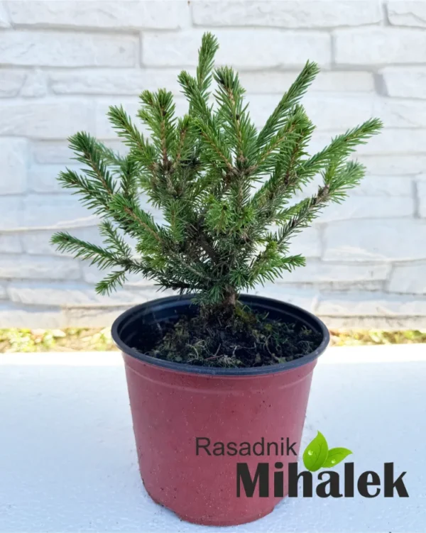 picea-nidiformis-sadnica