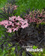 sambucus-black-lace-luka-mitrovic