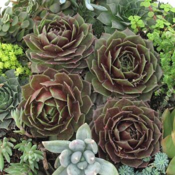 sempervivum-rocknroll-rossette4