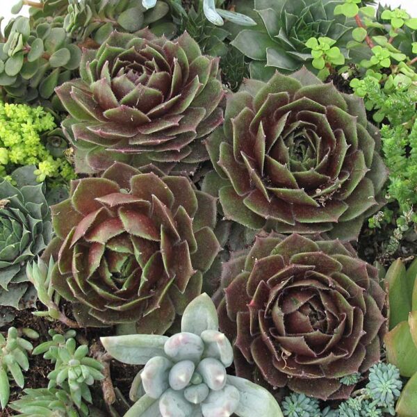sempervivum-rocknroll-rossette4