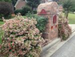 abelia-x-grandiflora-2