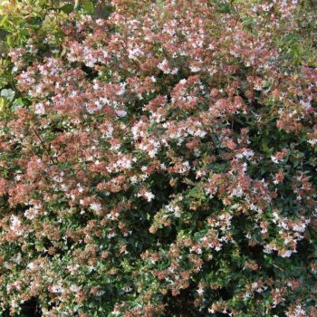 abelia-x-grandiflora-3