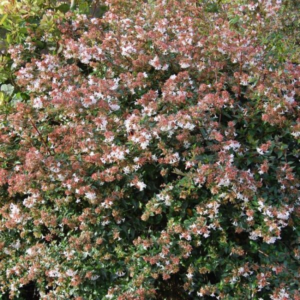 abelia-x-grandiflora-3