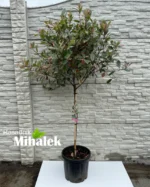 pink-marble-photinia-na-stapu-sadnica