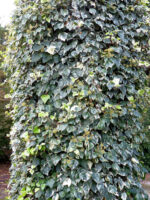 hedera-algeriensis-glorie-de-marengo1