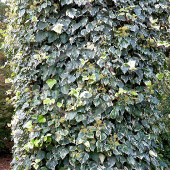 hedera-algeriensis-glorie-de-marengo1