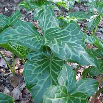 Arum-italicum-3