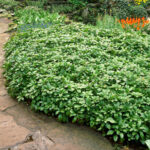 Pachysandra terminalis-2