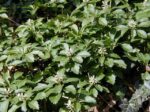 Pachysandra terminalis-3