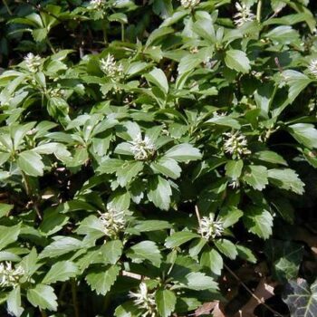 Pachysandra terminalis-3