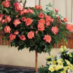 kuglasta-ruza-stablasica-orange-jewel-1