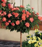 kuglasta-ruza-stablasica-orange-jewel-1