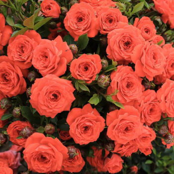 kuglasta-ruza-stablasica-orange-jewel-2