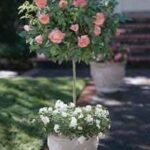 mini-ruza-stablasica-ricki