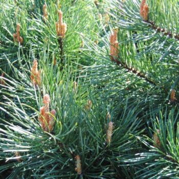 pinus-sylvestris-beli-bor-2