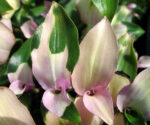 tradescantia maiden s blush2