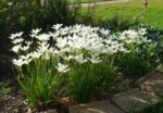 zephyranthes-candida-2