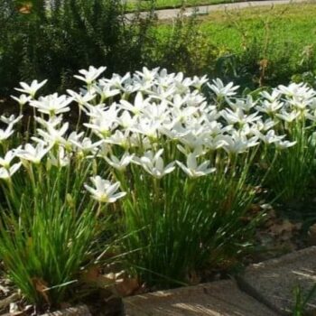 zephyranthes-candida-2