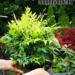 nandina domestica magical lemon land lime2