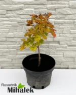 acer-jordan-sadnica-2