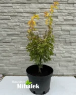 acer-jordan-sadnice-2