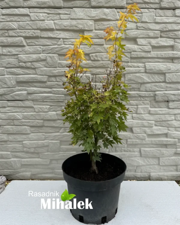 acer-jordan-sadnice-2