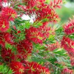 callistemon-grm-3