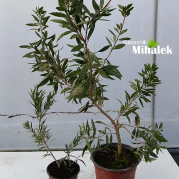 callistemon-grm-sadnice-1