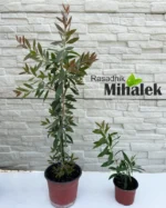 callistemon-grm-varijacija
