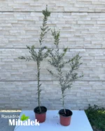 callistemon-sadnice-1