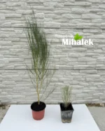cytisus-all-gold-sadnice-3