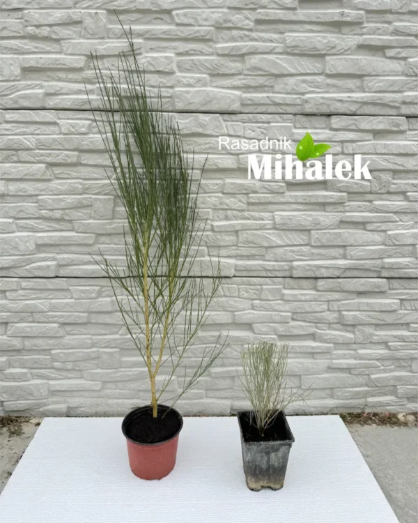 cytisus-all-gold-sadnice-3