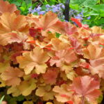 heuchera-caramel-2