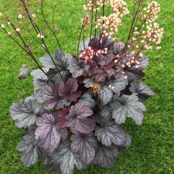 heuchera-shangai12