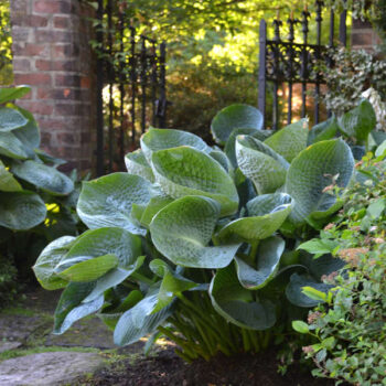 hosta-abiqua-drinking-g4