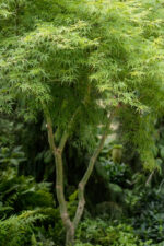 acer-palmatum-seiryu-4