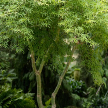 acer-palmatum-seiryu-4